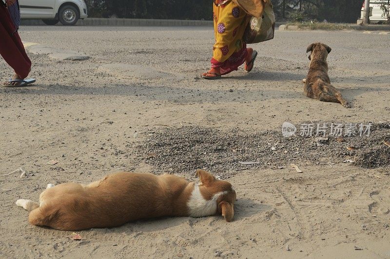 野狗在印度尘土飞扬的道路上看着交通/人群